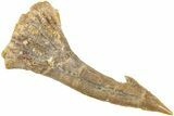 Fossil Sawfish (Onchopristis) Rostral Barb - Morocco #236110-1